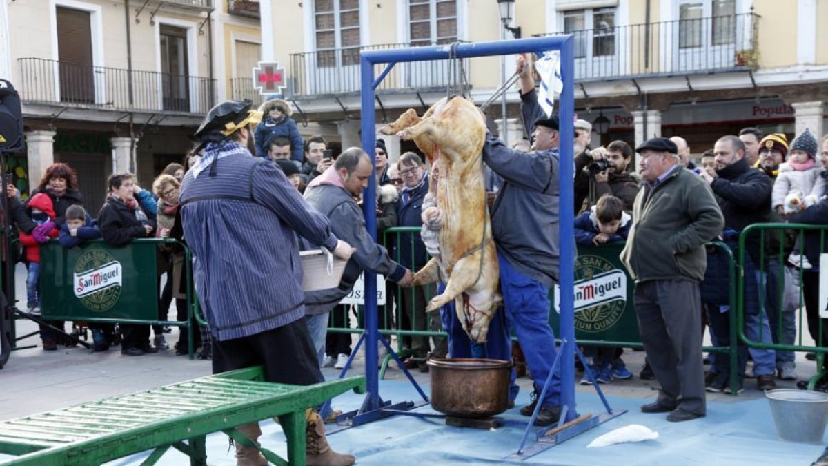 Matanza del cerdo en El Burgo de Osma.-MARÍA FERRER