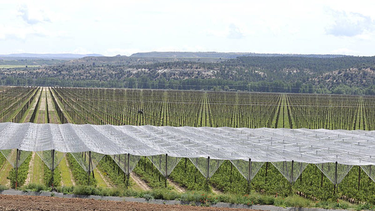 Panorámica de la plantación de Nufri en La Rasa. / VALENTÍN GUISANDE-