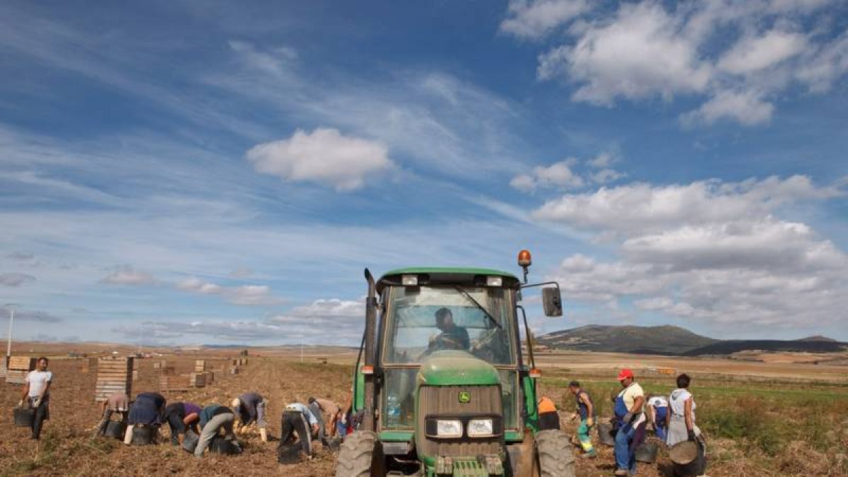 Recogida a mano de patatas en la finca de Añavieja / Concha Ortega-