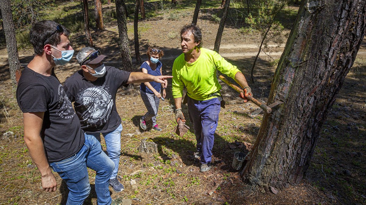 Resineros conociendo los pinares de la provincia.- MARIO TEJEDOR