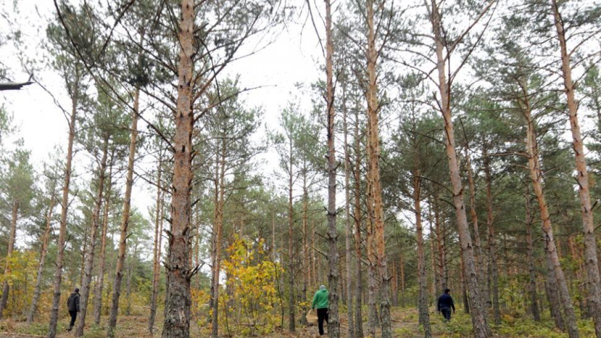 Varias personas en un monte de Soria.- HDS