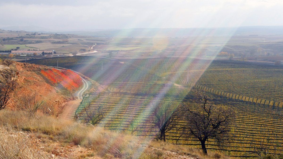 Fincas de cultivo en Valverde de Ágreda.- MARIO TEJEDOR