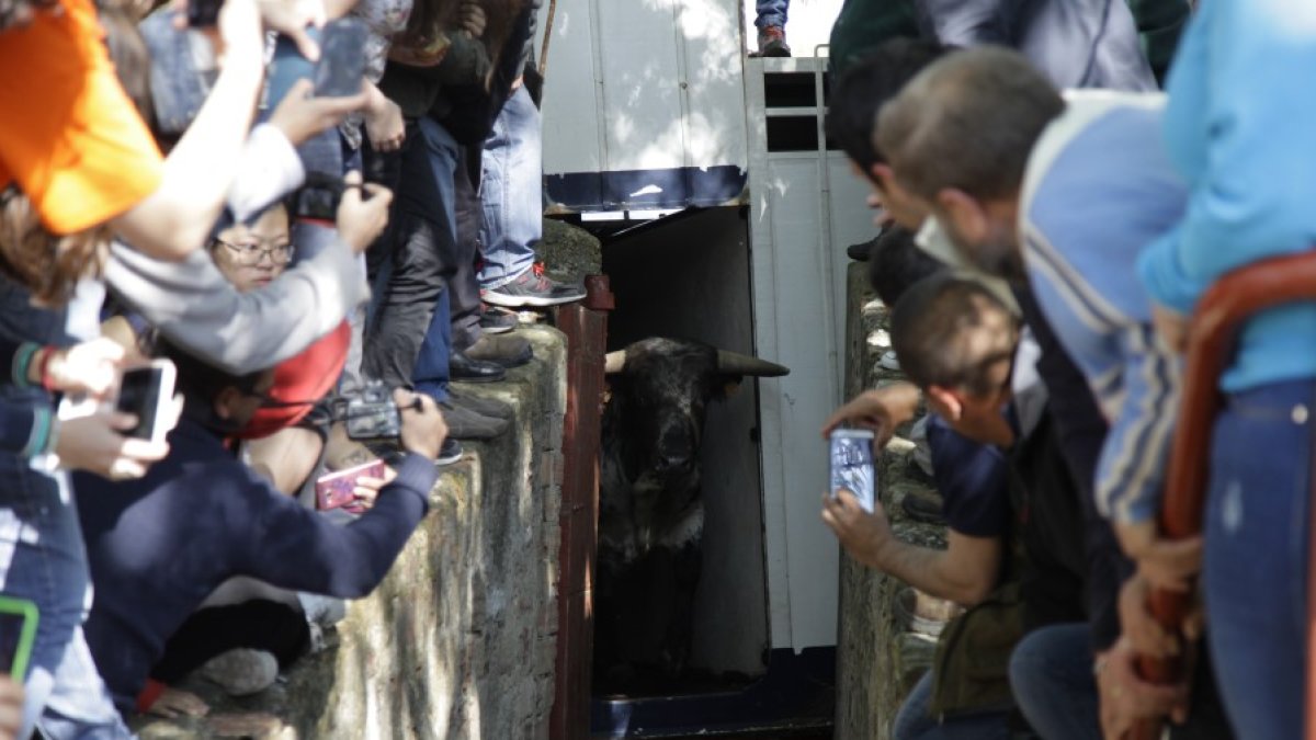 Un toro asoma en hocico en el Desencajonamiento de 2016. HDS