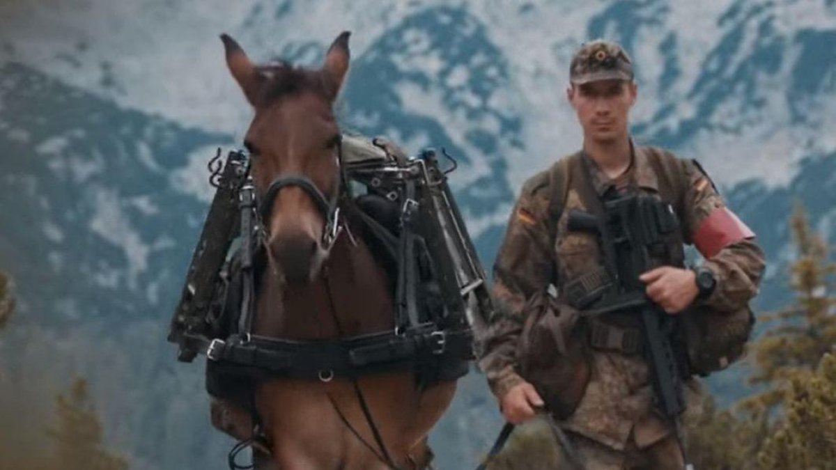 Una de las mulas de la localidad murciana de Lorca utilizada por el Ejército alemán.-