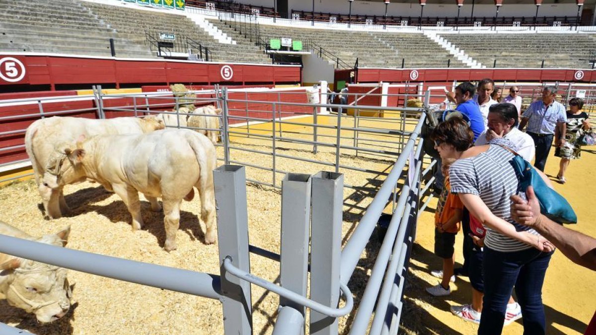 Una imagen de la feria ganadera de Soria en la plaza de toros.-ÁLVARO MARTÍNEZ