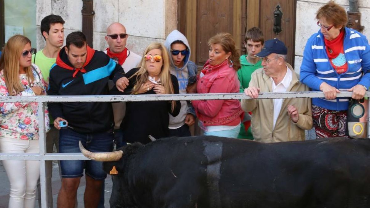 Quinto y último encierro de las fiestas de Cuéllar con toros de la ganadería Guadajira, de Badajoz-Ical