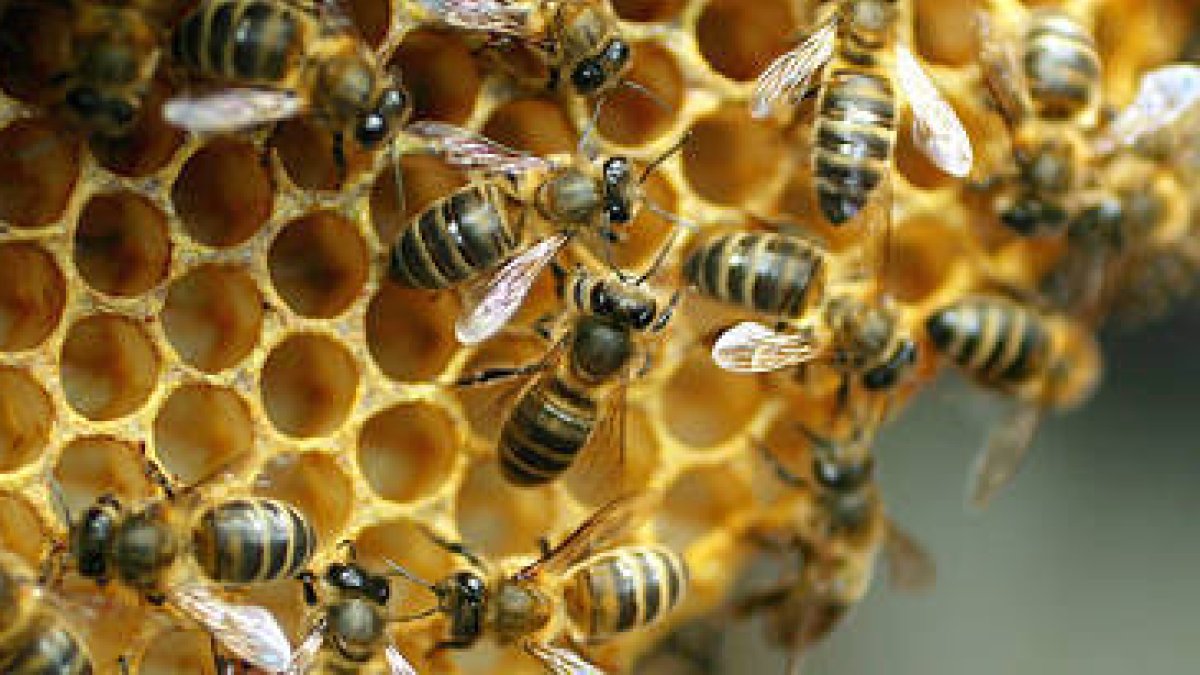 Los apicultores reivindican la importancia del sector para la vida, por la polinización que llevan a cabo las abejas. En la imagen, varias de ellas en un panal. / ICAL-