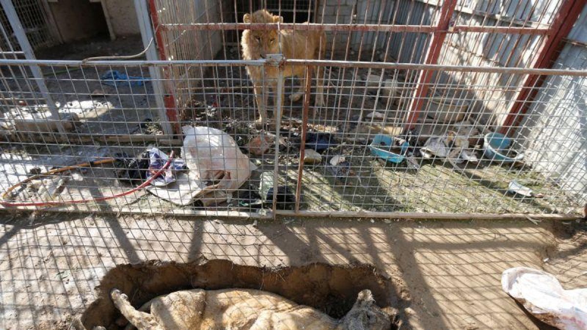 El único león del zoo de Mosul mira el cadaver de la leona desde su jaula.-MUHAMMAD HAMED / REUTERS