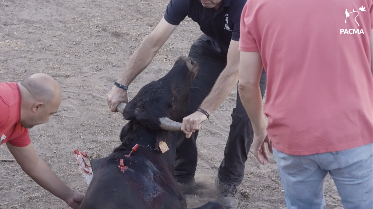 Becerrada en Vinuesa del 17 de agosto.-PACMA