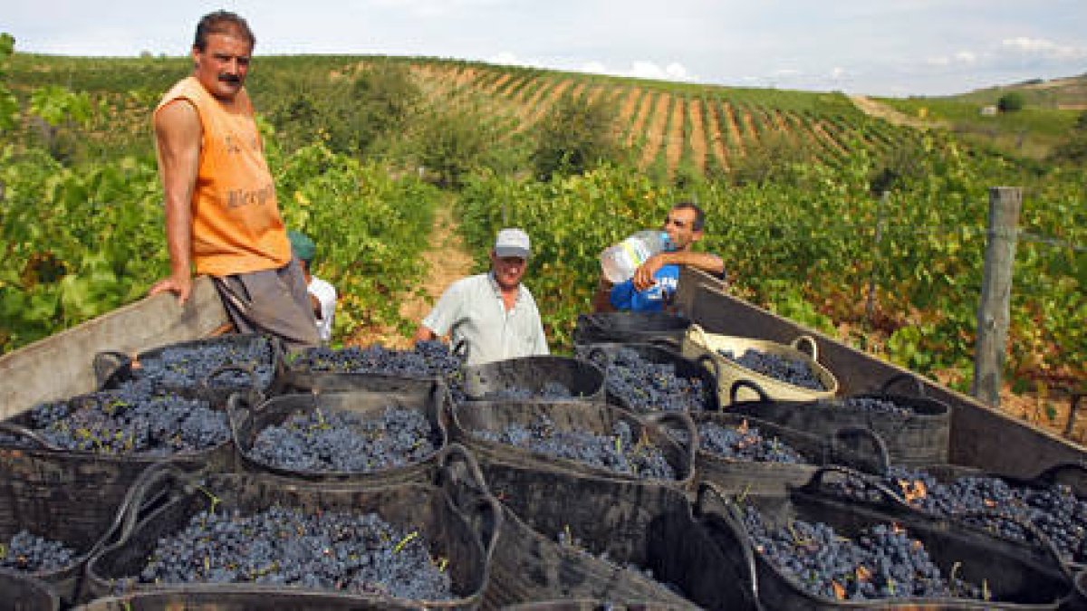 Imagen de archivo de las labores de vendimia en la ribera del Duero soriana. / ÁLVARO MARTÍNEZ-