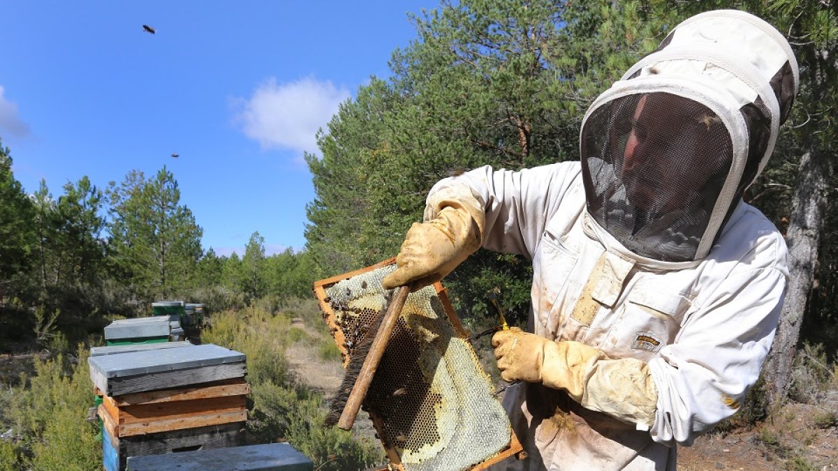 Un apicultor recolecta la miel al final del verano en una explotación de colmenas instalada en un monte de la localidad palentina de Villota del Páramo. BRÁGIMO / ICAL