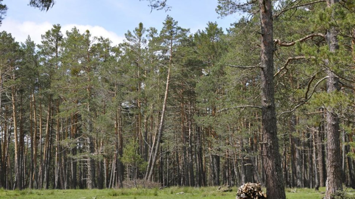 Pinares de Navaleno-V.G.