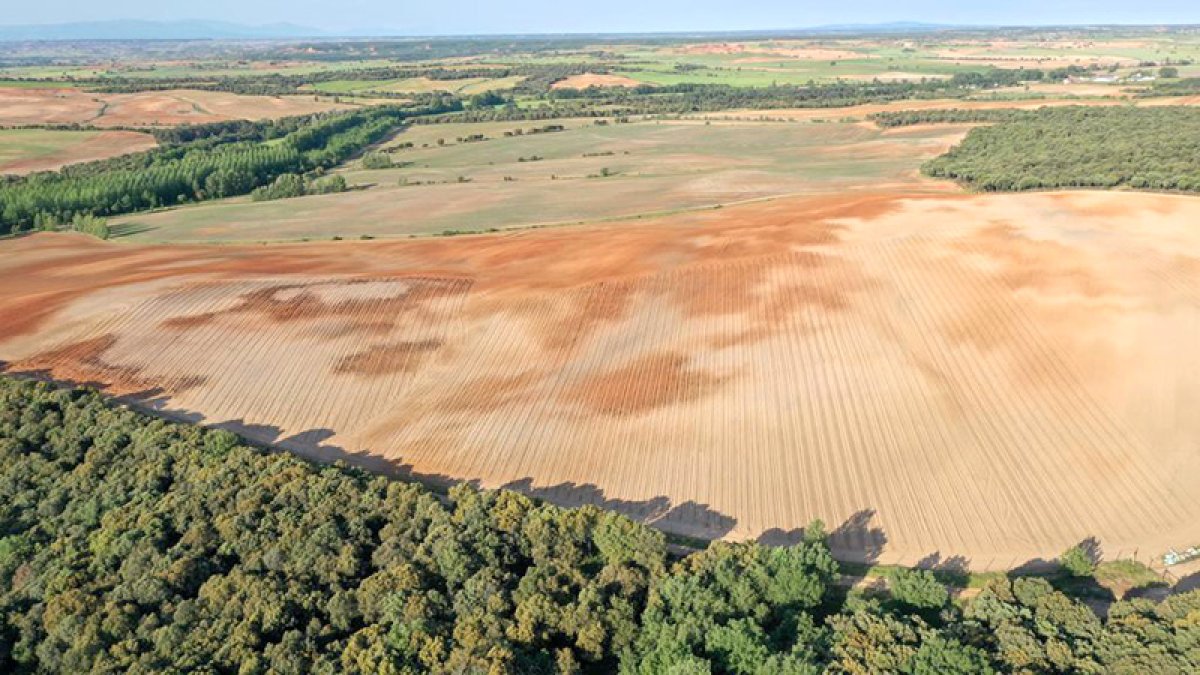 Vista aérea de la plantación en Alcubilla.-HDS