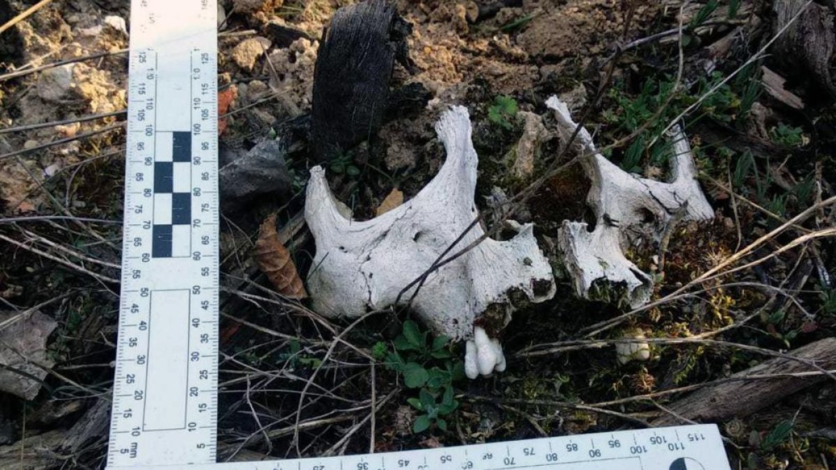 Los restos óseos encontrados en los alrededores de La Fuentona.-HDS