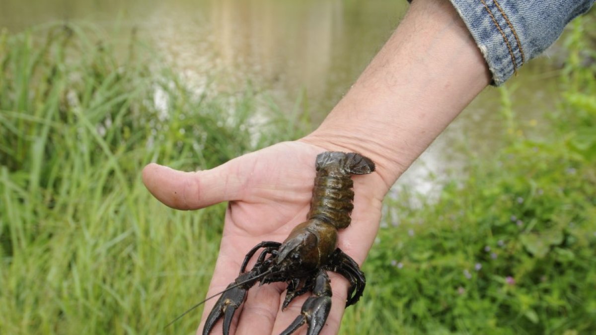 Un ejemplar de cangrejo señal en una imagen de archivo que, con la regulación actual, debería ir a la cazuela. HDS