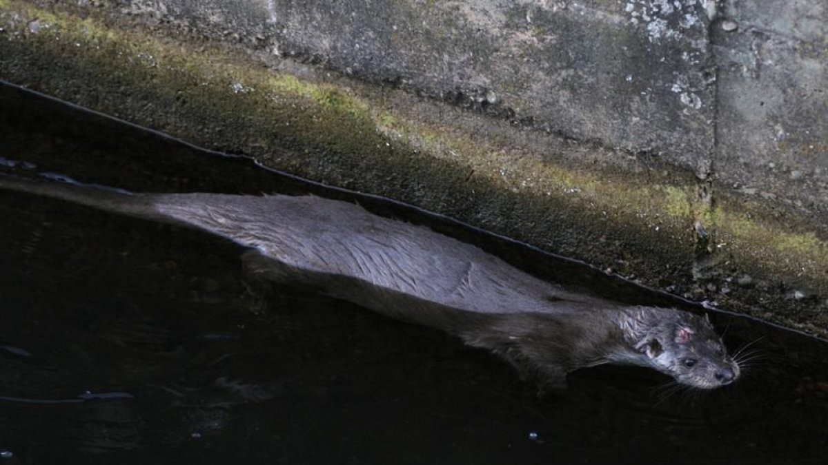 ‘Duerita’ nada en el río a su paso por la capital poco antes de ser rescatada.-VALENTÍN GUISANDE