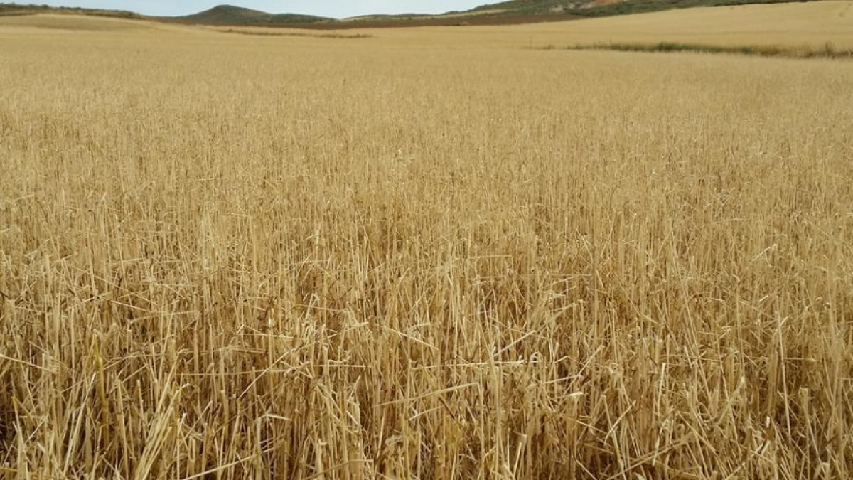 Campo de cereal en la provincia de Soria. HDS