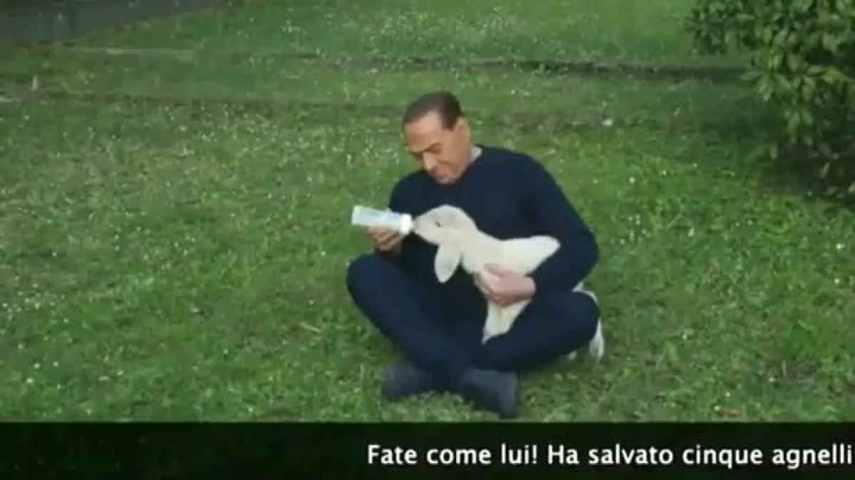 Silvio Berlusconi aparece en un vídeo cuidando y amamantando a cinco corderos que ha adoptado.-