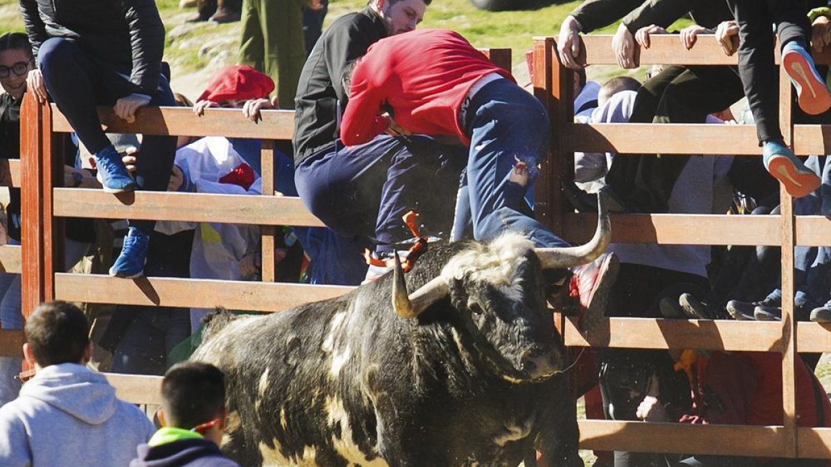 Momento de la cogida en los carnavales de Ciudad Rodrigo-ICAL