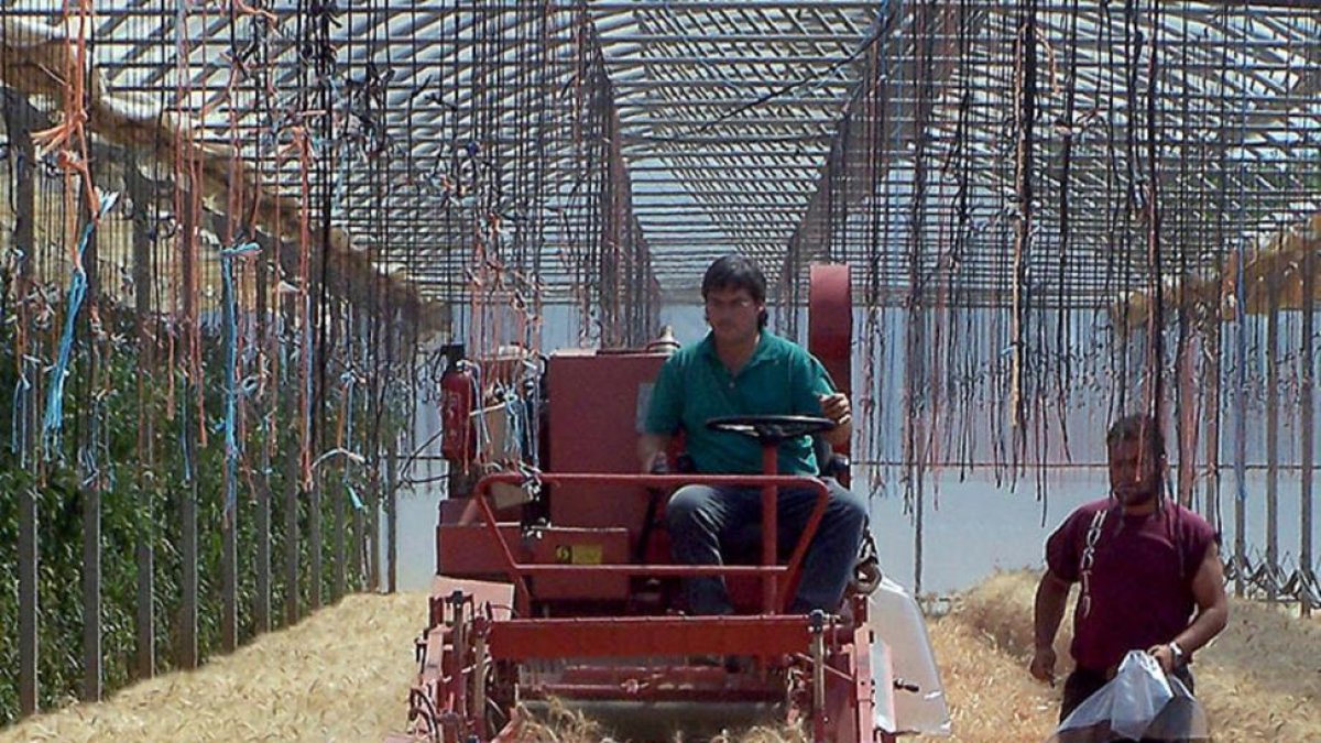 Campos de ensayo de azufre del Itagra en Palencia.-ICAL