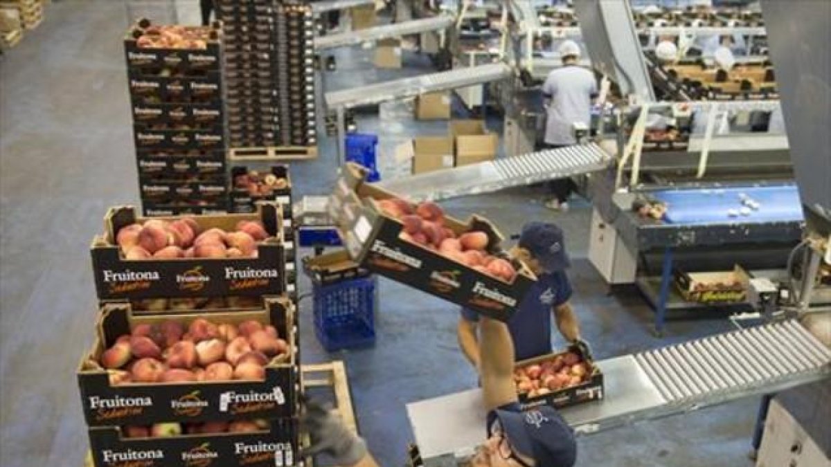 Trabajadores del sector agrícola, el que concentra más temporalidad.-RAMON GABRIEL