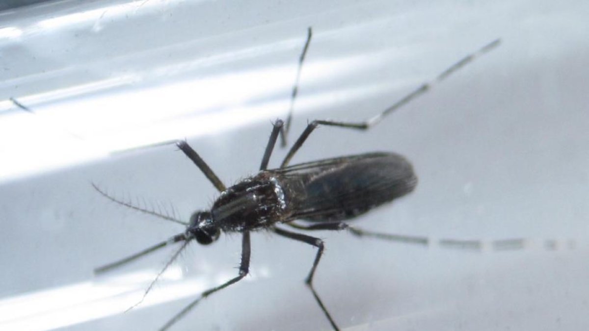Un mosquito Aedes aegypti, vector del virus del zika, captado en Monterrey (México).-DANIEL BECERRIL / REUTERS