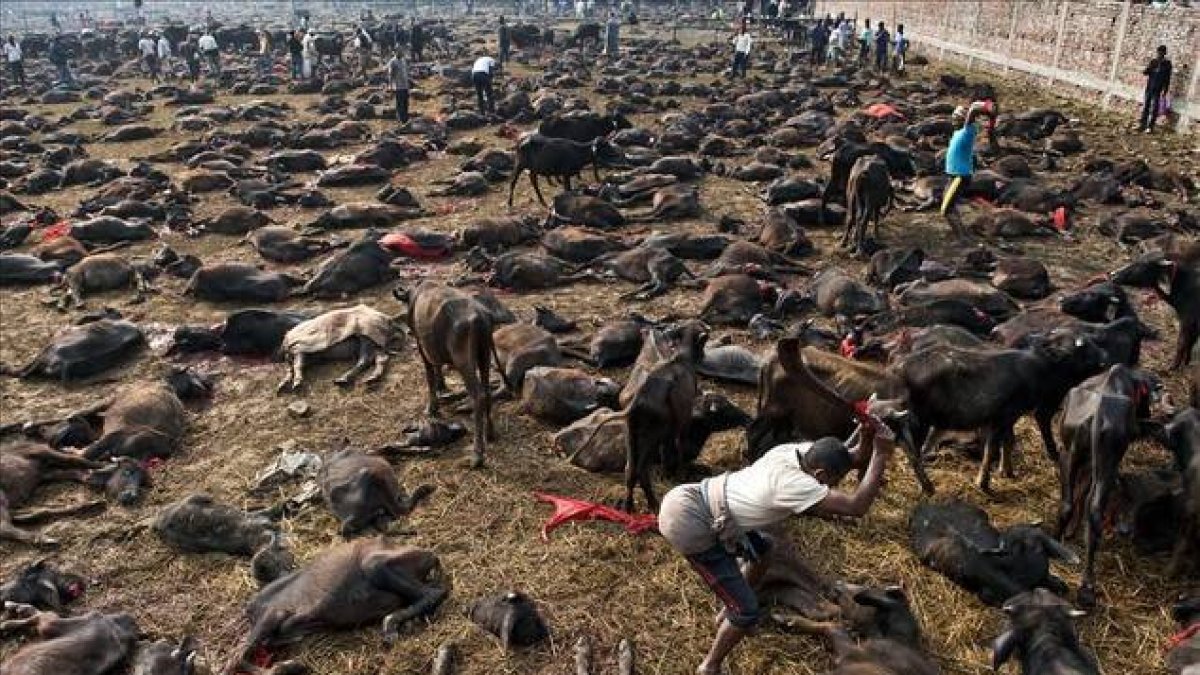 Matanza de búfalos para el festival de Gadhimai en el pueblo de Bariyapur , Nepal-Foto: AFP / ROBERTO SCHMIDT