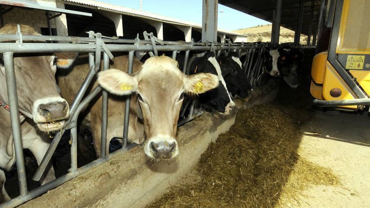 Las estadísticas sobre las explotaciones agrarias y ganaderas de Castilla y León reflejan la situación del sector.-VALENTÍN GUISANDE