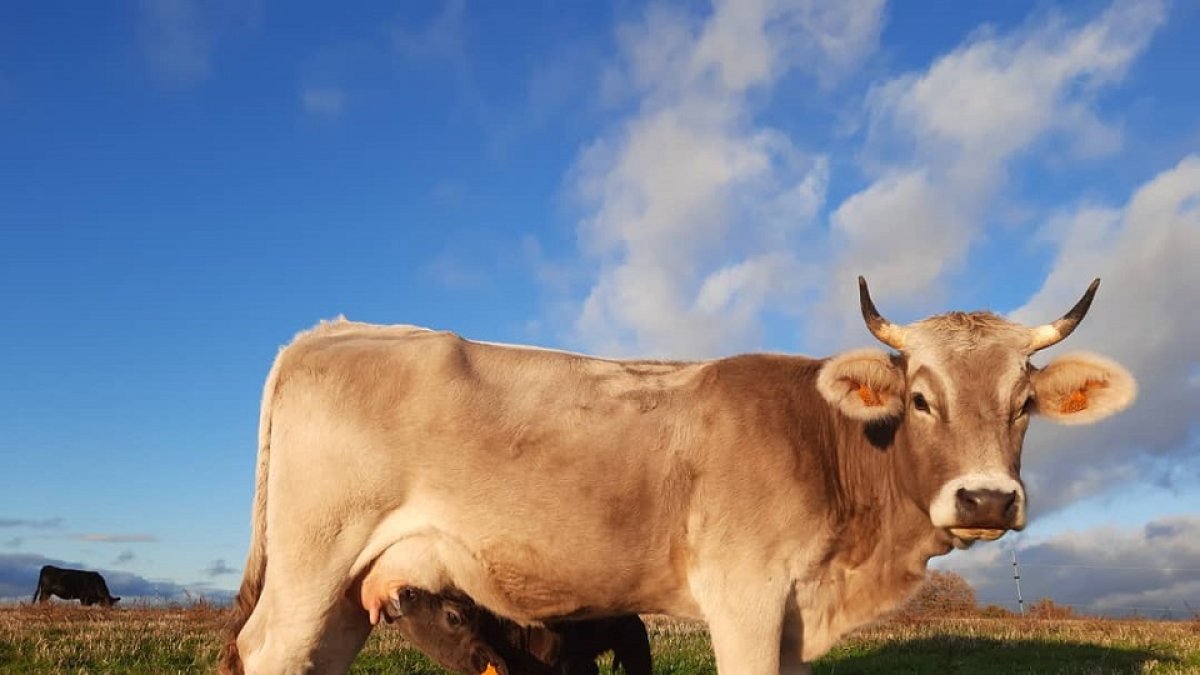 El promotor de Granja Zael aboga por las razas rústicas y de pequeño formato. En su caso, trabaja con Casinas y un semental de raza Angus | GRANJA ZAEL