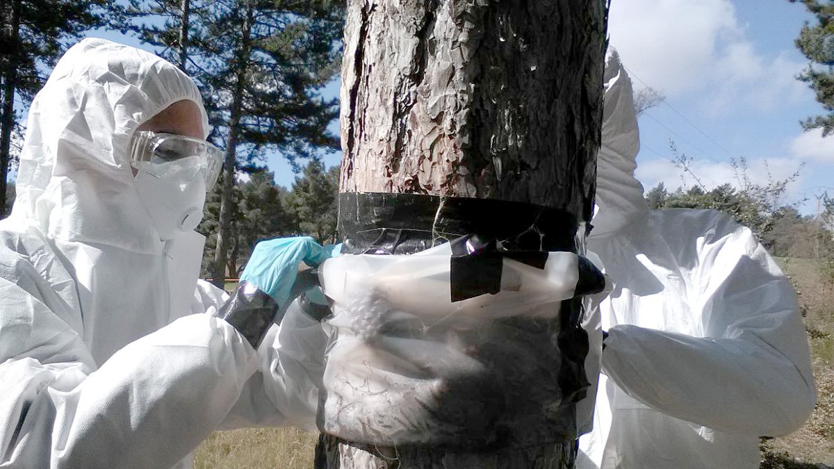 Dos expertos limpiando la plaga en un árbol.-ICAL