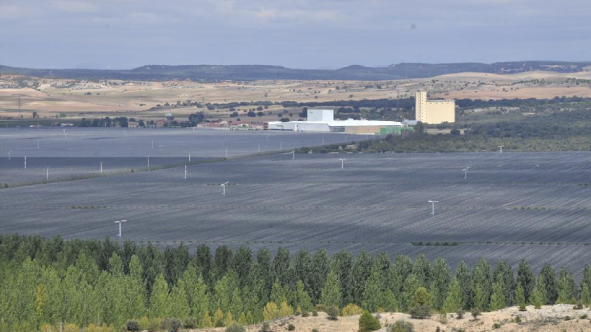 Plantación de manzanos de Nufri