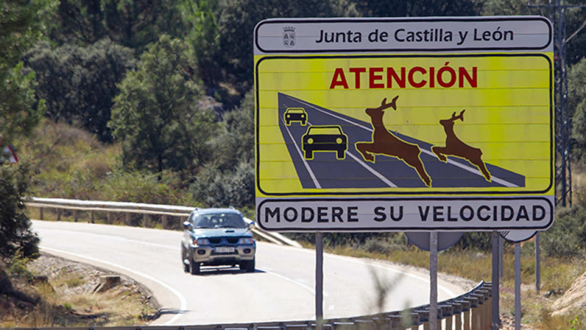 Unas de las carreteras de la provincia en la que se advierte de la presencia de fauna.