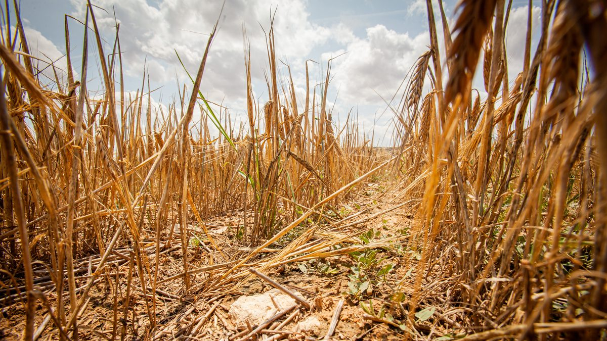 Valoración de la parcela de cultivo siniestrada por la sequía