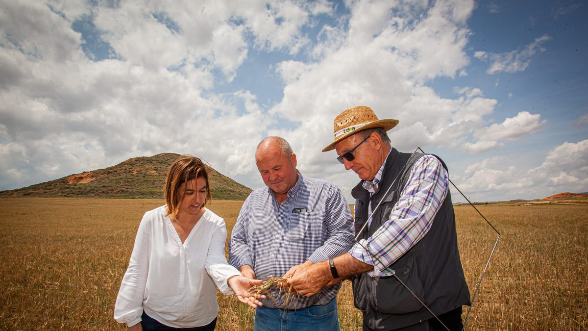 Valoración de la parcela de cultivo siniestrada por la sequía