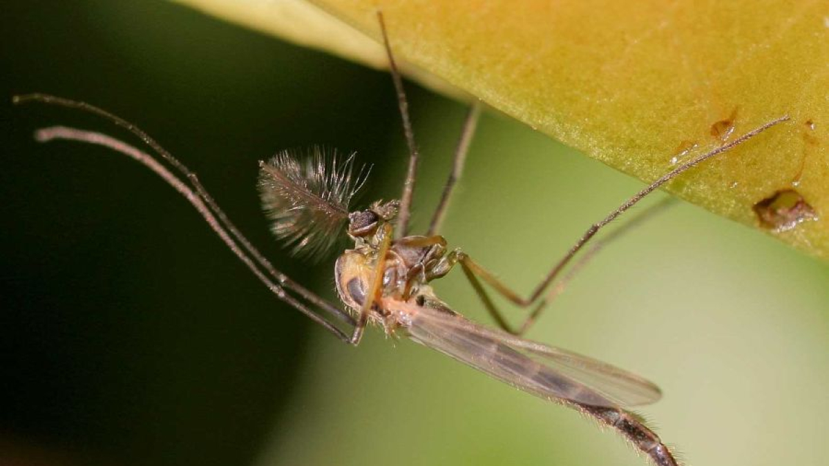 Imagen de un mosquito.