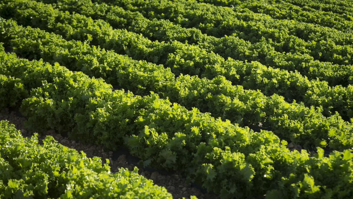 Campos de lechugas en Olmillos