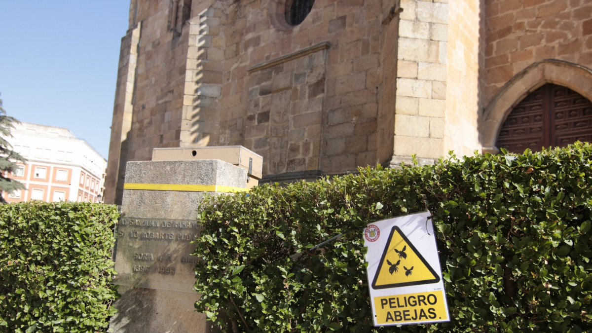 Dispositivo colocado por los bomberos de Soria para capturar a las abejas.