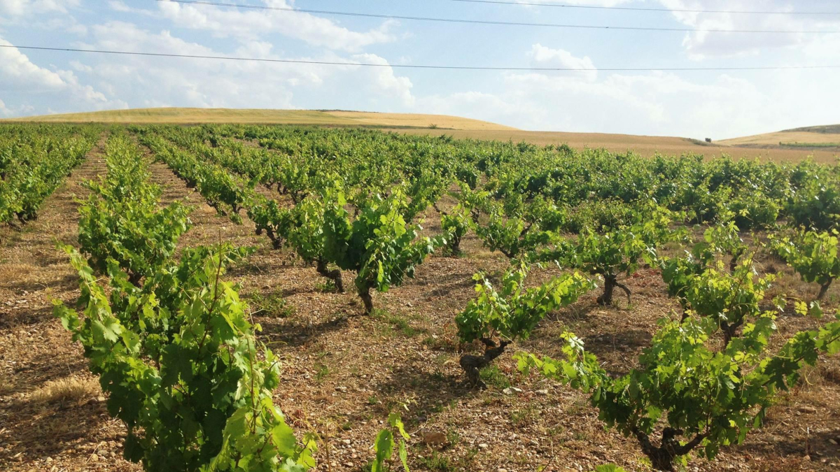 Viñedo de Señorío de Aldea, ubicado en Aldea de San Esteban.