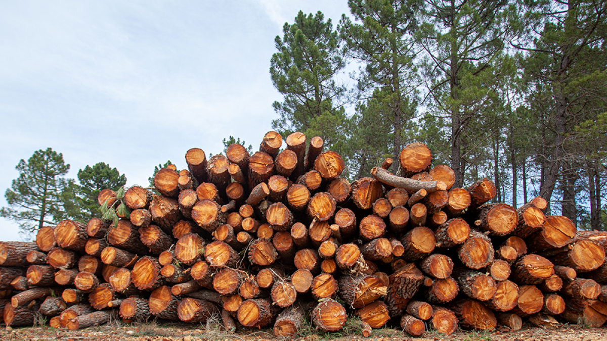 Aprovechamiento de madera en un monte de la provincia.