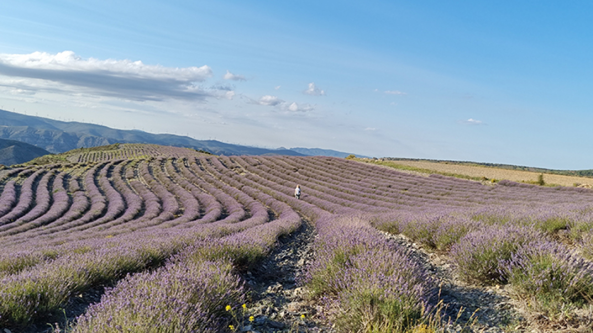 Campos de lavanda en Soria.
