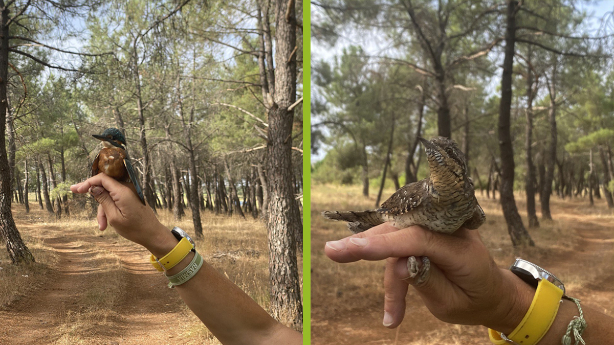 Dos pájaros anillados en Fuentecantos.