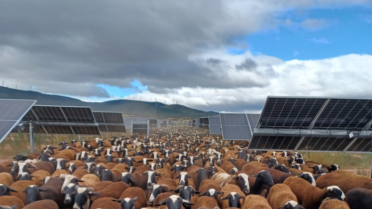 Las ovejas de Daniel y Amanda pastando entre las plantas fotovoltaicas de Endesa.