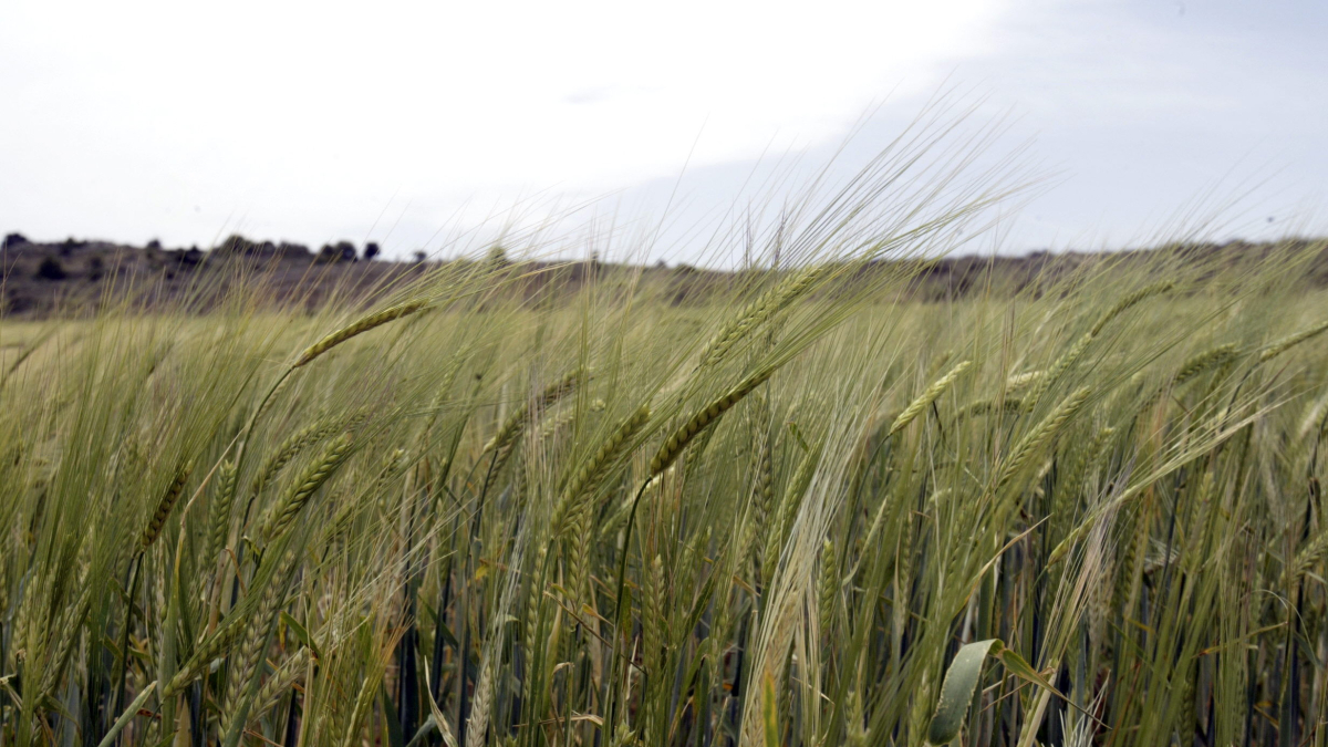 Campo de cereal en la provincia de Soria.