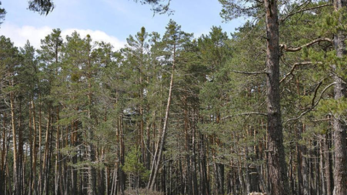 Imagen de una zona boscosa en la comarca de Pinares de la provincia de Soria.