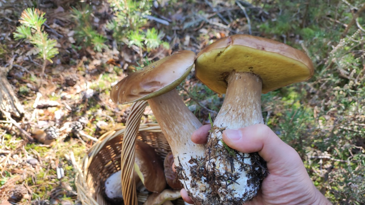 Dos boletus 'siameses' en la última campaña de setas en Soria.