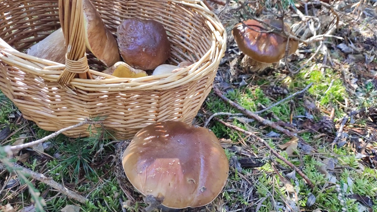 Boletus de Soria 'rodeando' una cesta a finales de septiembre.