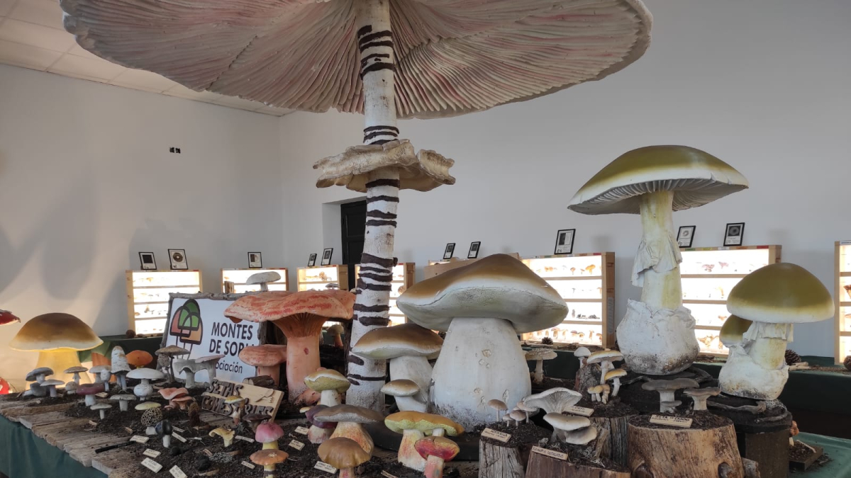Exposición dentro de la gira 'De Setas por Soria' en Tajueco.