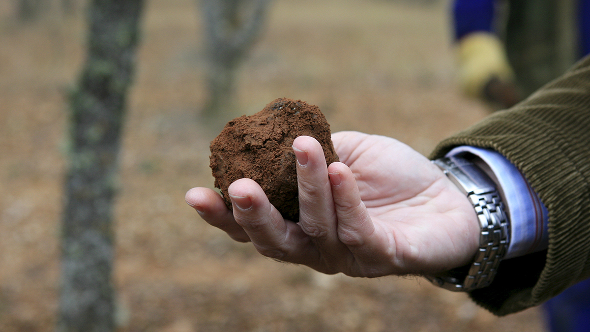Trufa recolectada en una finca de la provincia de Soria