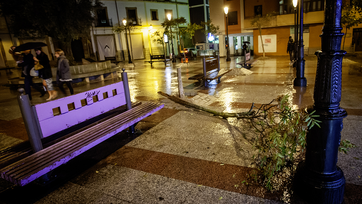 Árbol caído por el viento en la Plaza del Olivo.