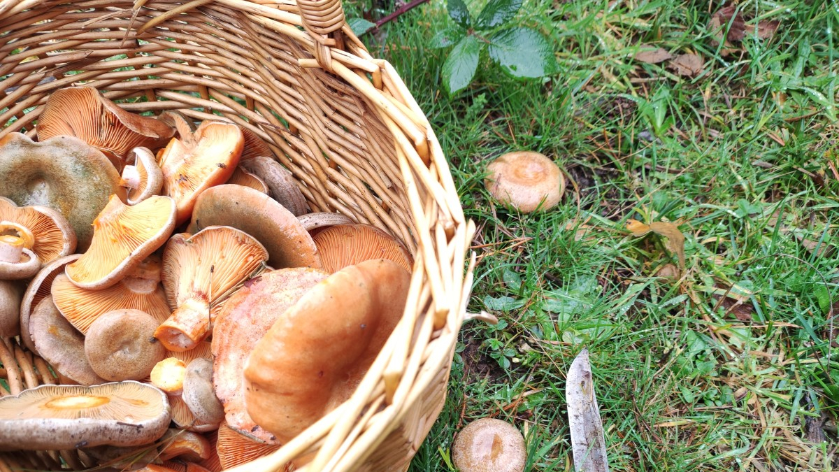 Níscalos junto a una cesta en un monte soriano.